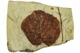 Fossil Leaf (Beringiaphyllum) - Montana #215531-1